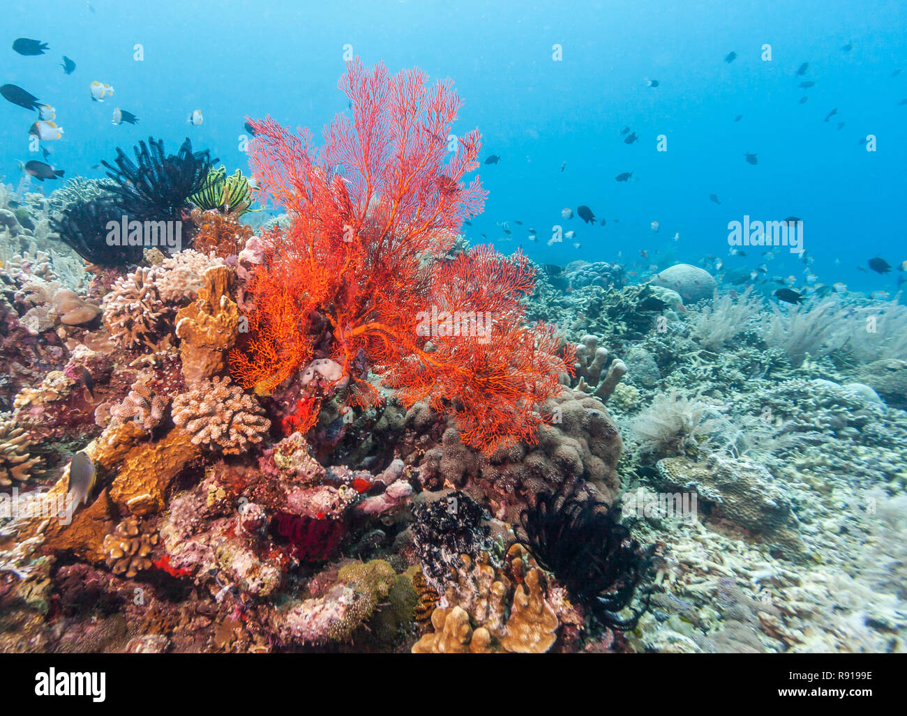 Coral reef off the Coast of Bali Indonesia Stock Photo