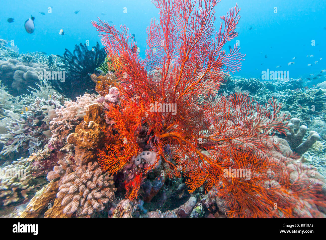 Coral reef off the Coast of Bali Indonesia Stock Photo