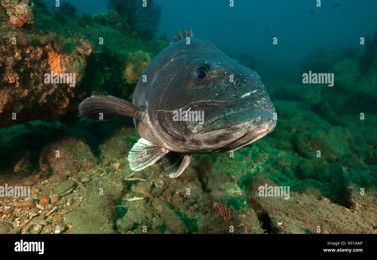 Giant Sea Bass, Stereolepis gigas Stock Photo