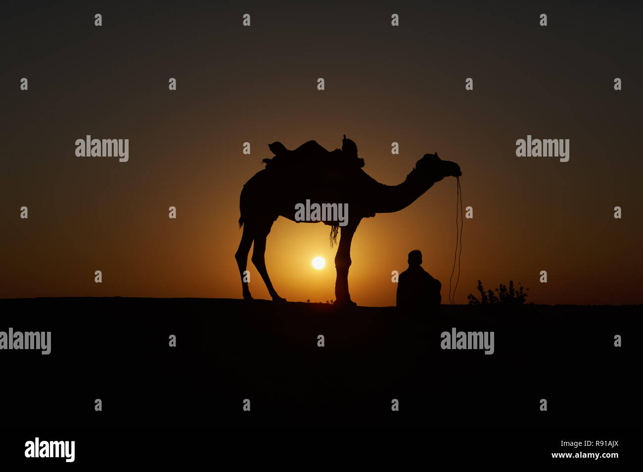 Camel, Thar Desert, Jaisalmer, India Stock Photo