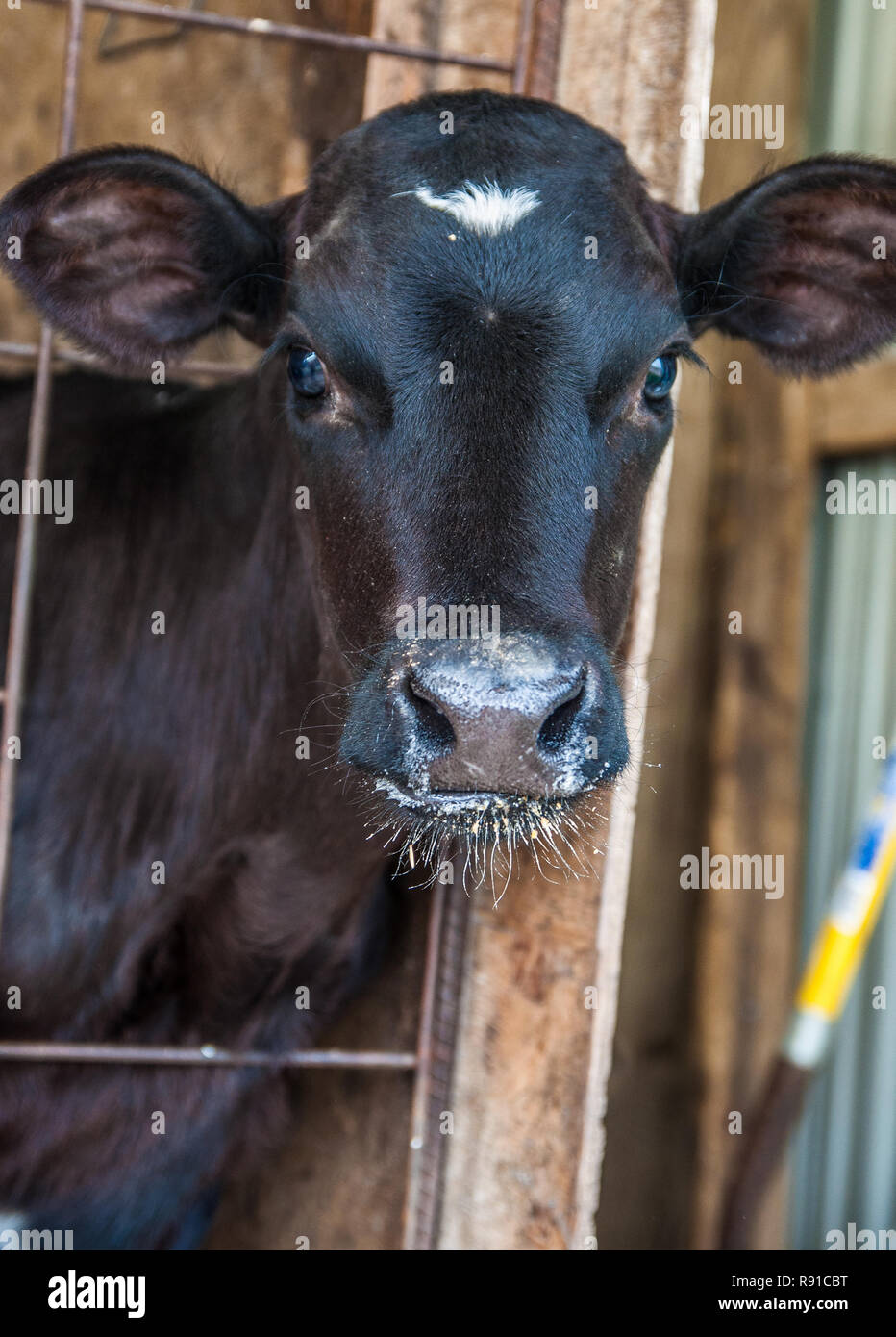 Cattle photographed on a typical dairy farm Stock Photo - Alamy