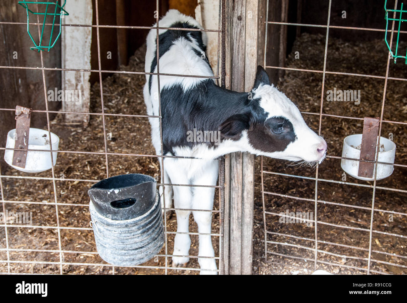 Cattle photographed on a typical dairy farm Stock Photo - Alamy