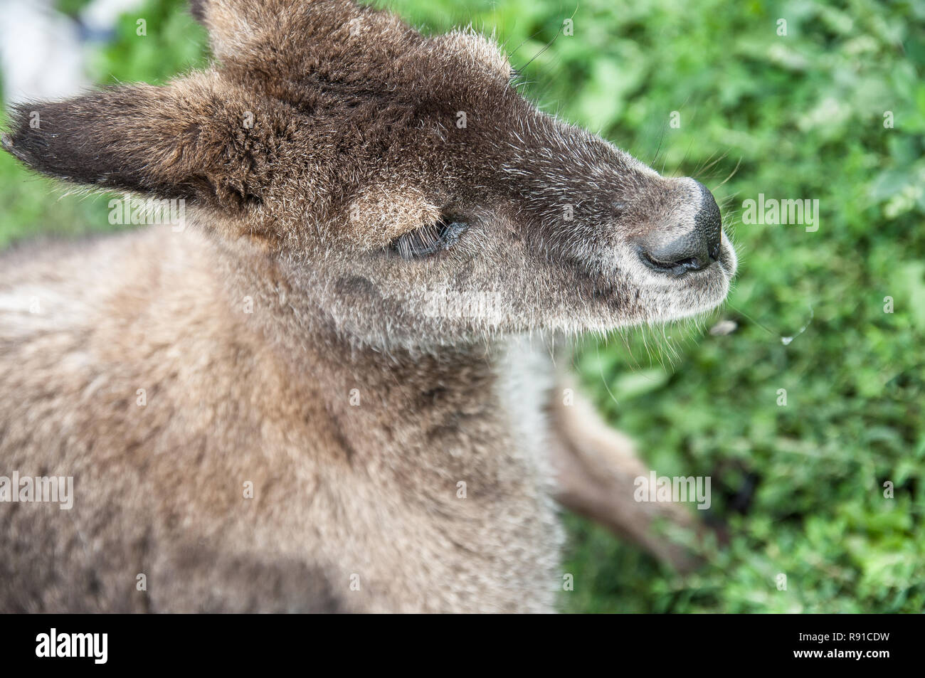 Young Kangaroos photographed at a farm in Iowa. Stock Photo