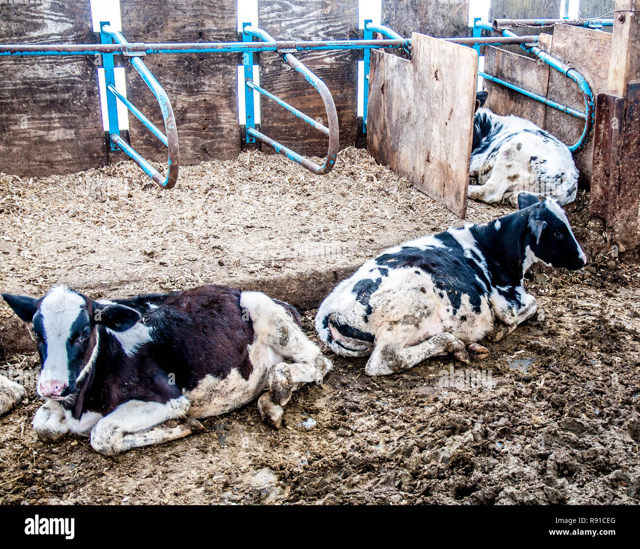 Cattle photographed on a typical dairy farm Stock Photo - Alamy
