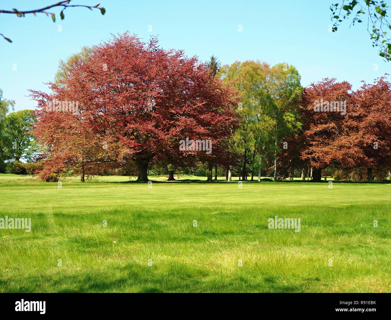Copper beech and silver birch trees in a green meadow with a blue sky Stock Photo