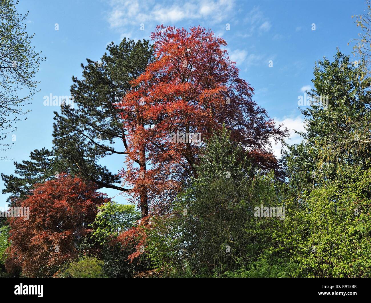 Colourful trees in a park including a copper beech tree with a blue sky Stock Photo