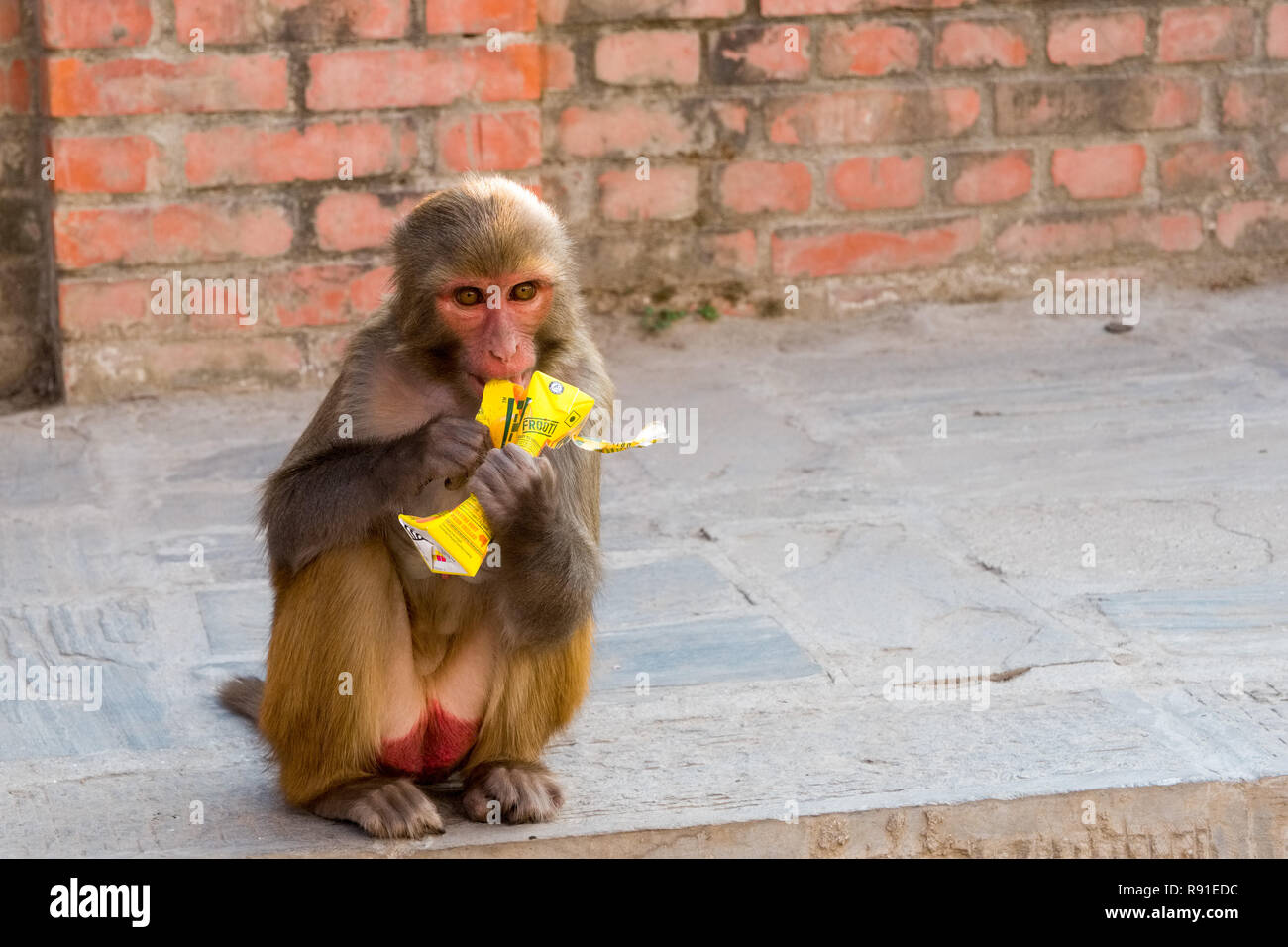 A monkey at Pashupatinath temple in Kathmandu eating discarded drink carton Stock Photo