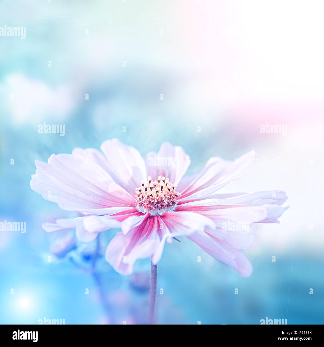 Download 660 Background Alam Pink Terbaik