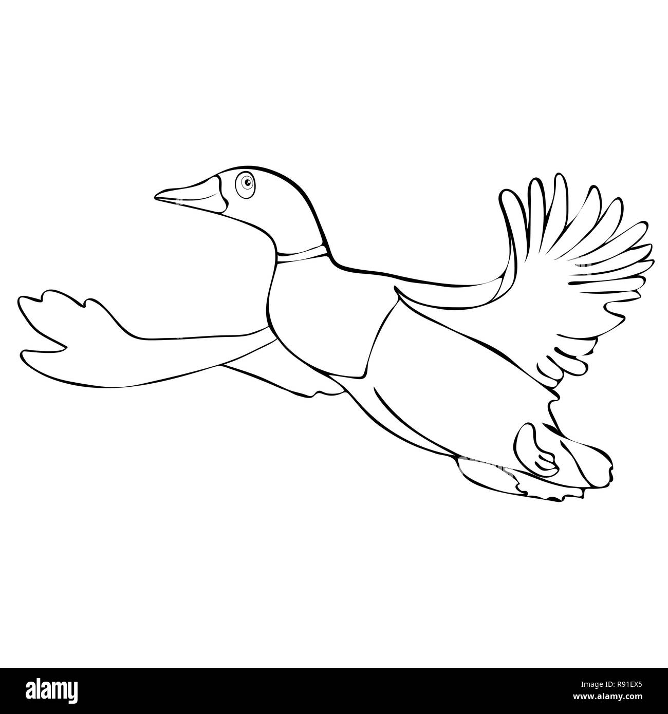 Painted cute funny bird duck drake in flight linear hand drawing, cartoon character, vector black and white illustration, coloring, sketch, silhouette Stock Vector