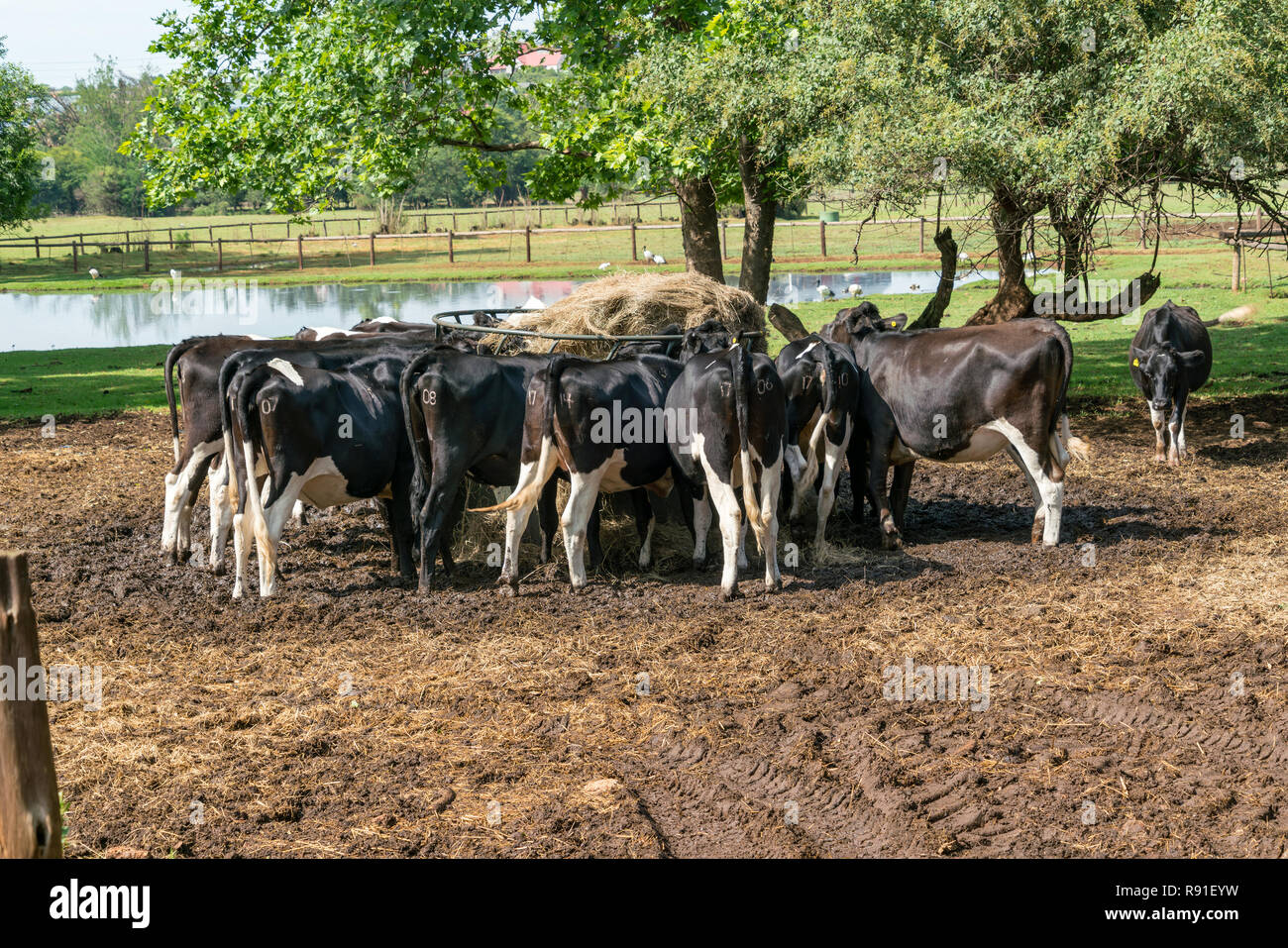 Irene Dairy Farm is a working dairy farm in Irene, Pretoria, where ...