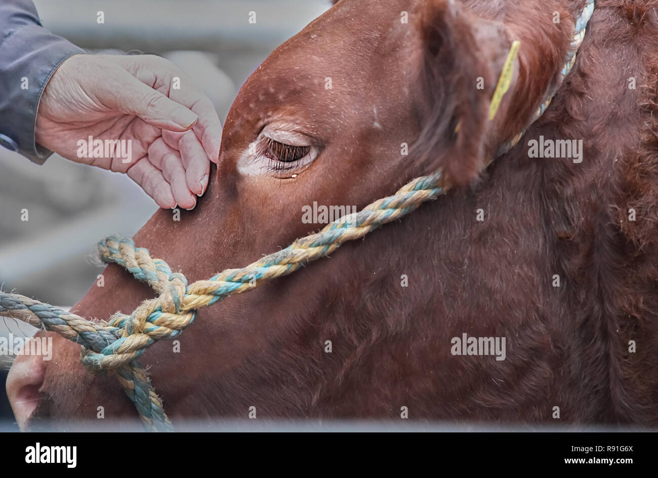 Caressing hand of an elderly lady on the head of a sedate bullock Stock Photo