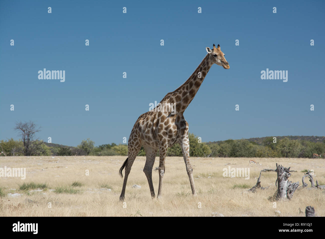 Giraffes in their Natural habitat Stock Photo