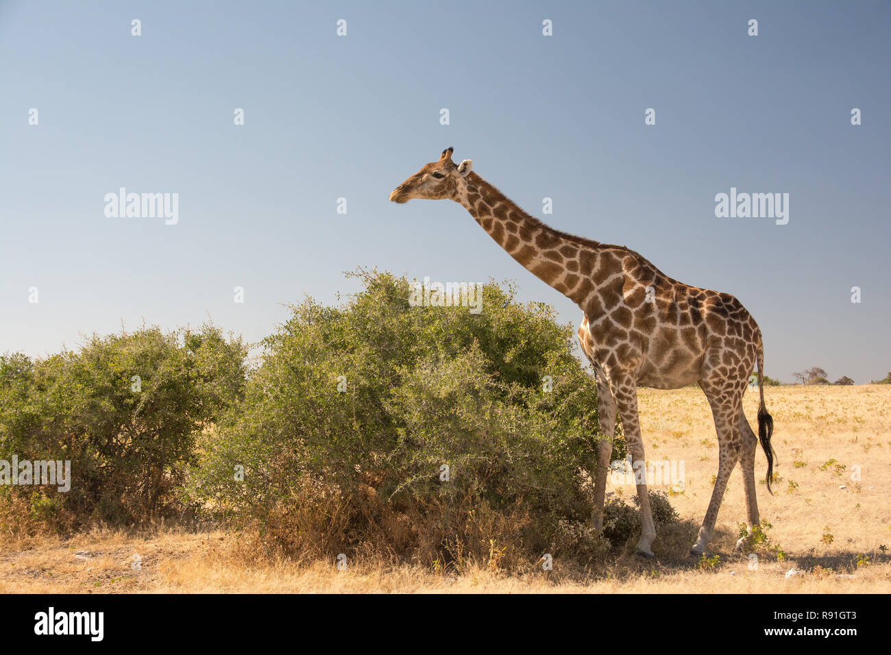 Giraffes in their Natural habitat Stock Photo