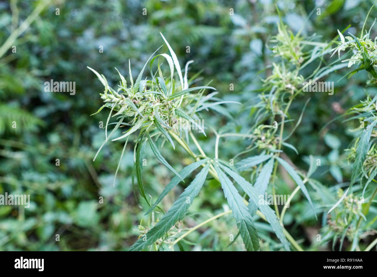 Cannabis /  marijuana plants growing wild in Nepal Stock Photo