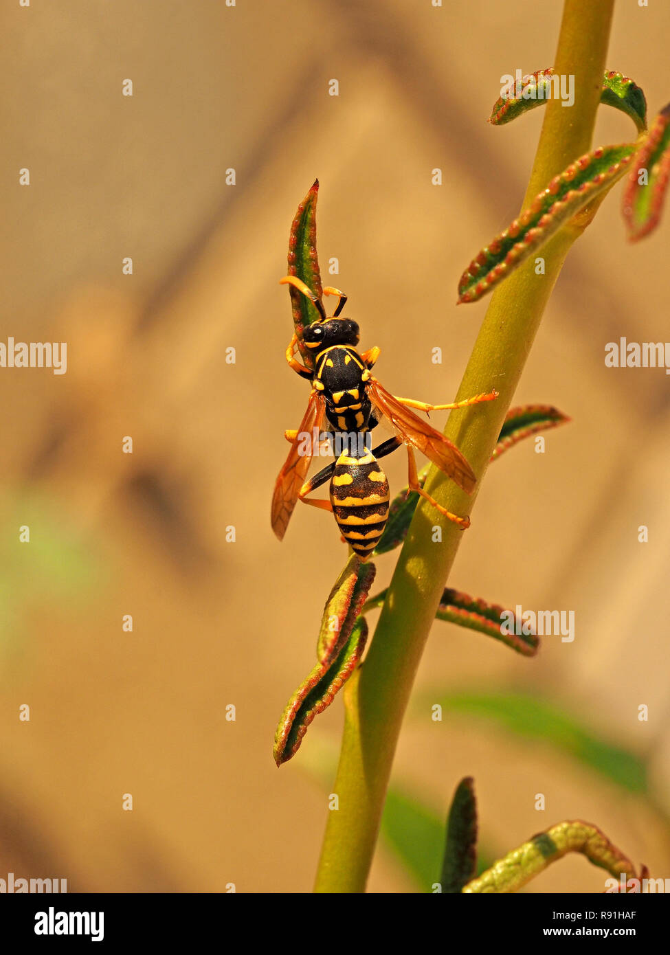 female European paper wasp (Polistes dominula), tending fresh new leaves of rose plant near to chambered paper nest in Tuscany Italy Stock Photo