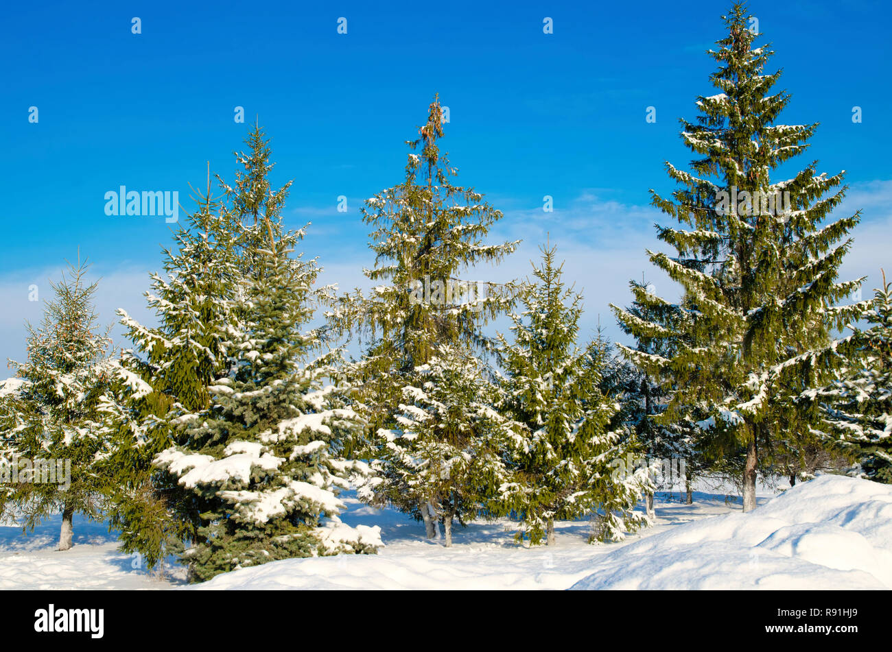 pine with snow against the blue sky Stock Photo