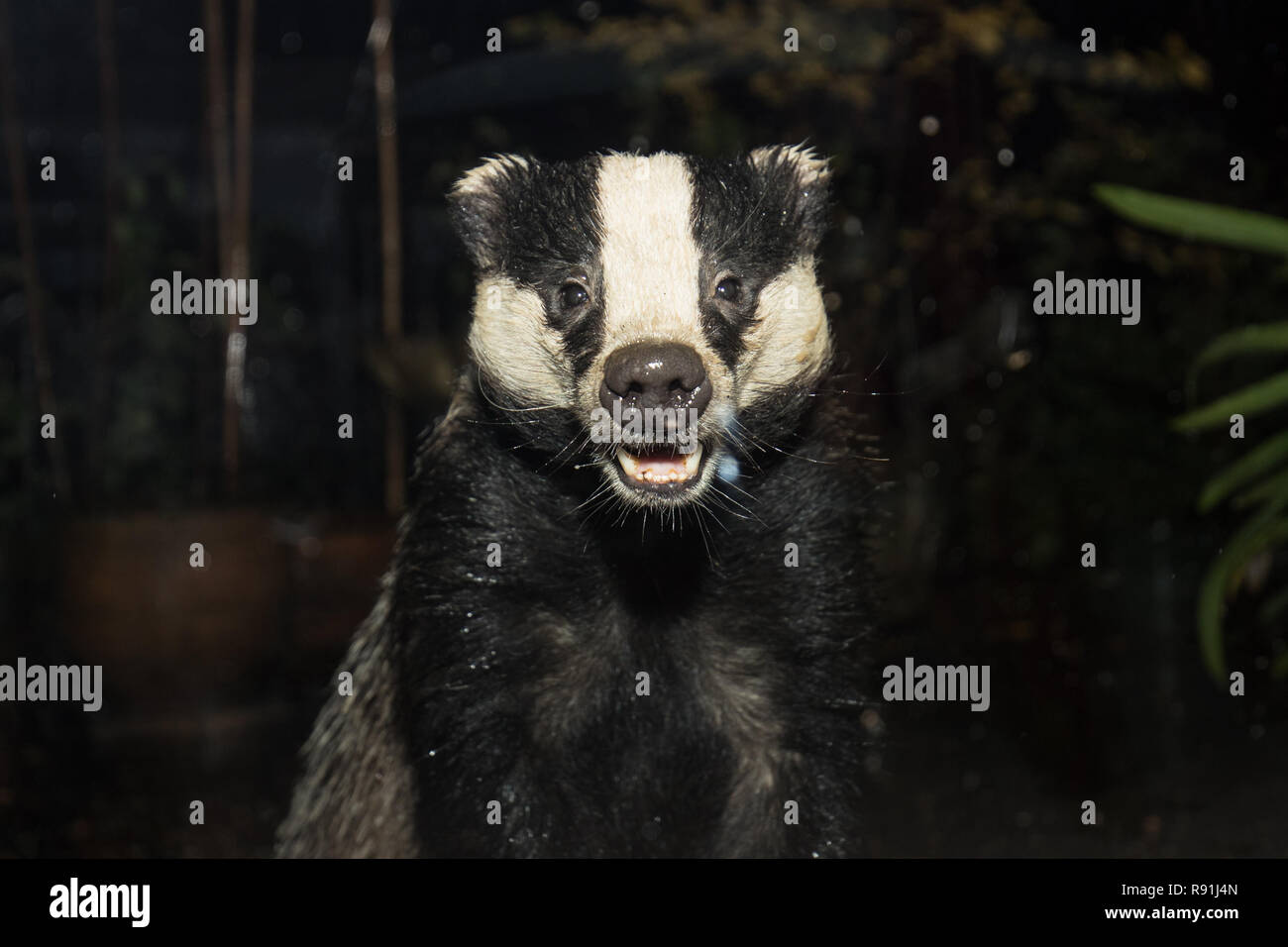 Young Badger cub  smiling into camera closeup ,both photograph & illustration of the same shot,These photos are only available via ALAMY Stock Photo