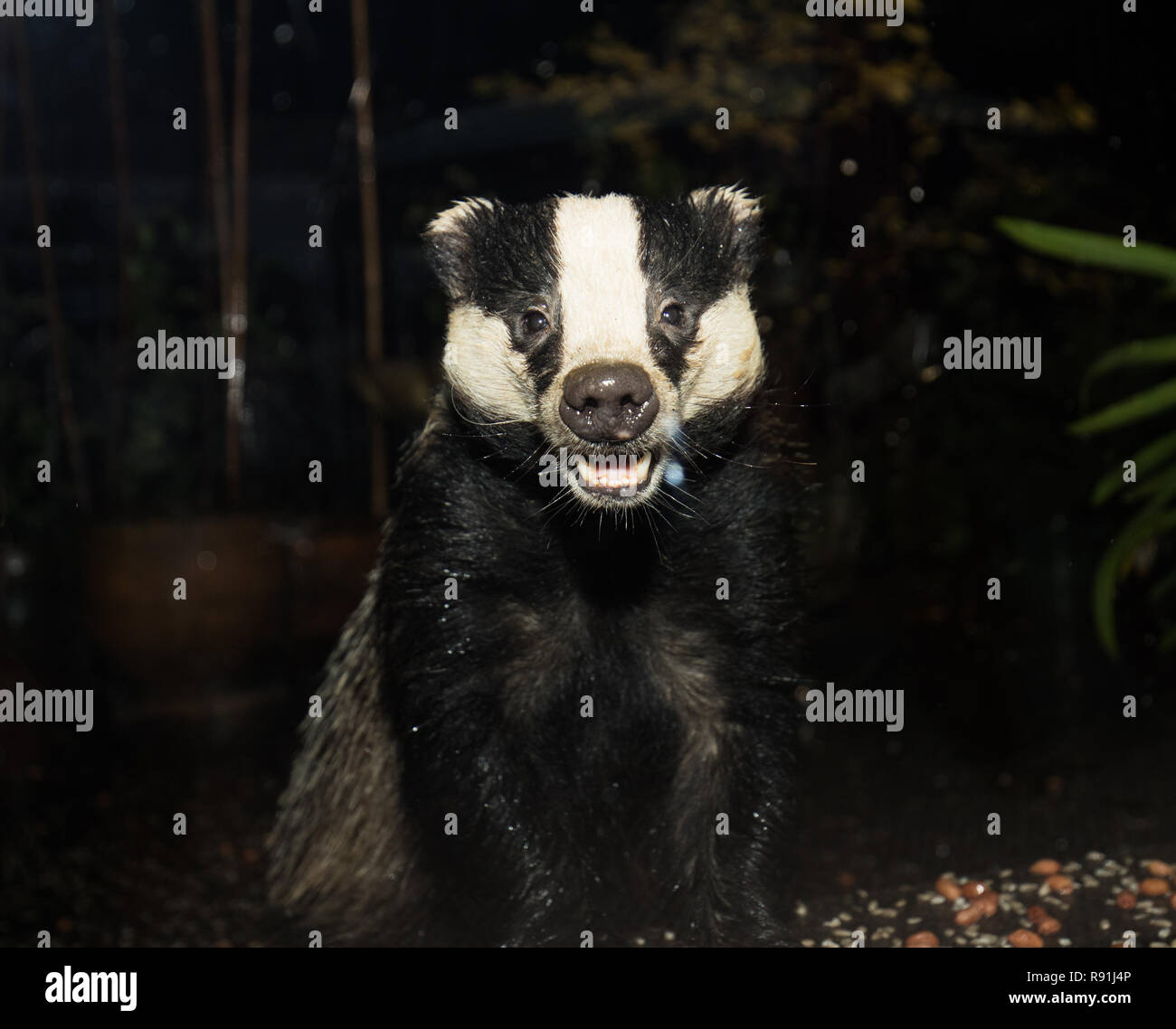 Young Badger cub  smiling into camera closeup ,both photograph & illustration of the same shot,These photos are only available via ALAMY Stock Photo