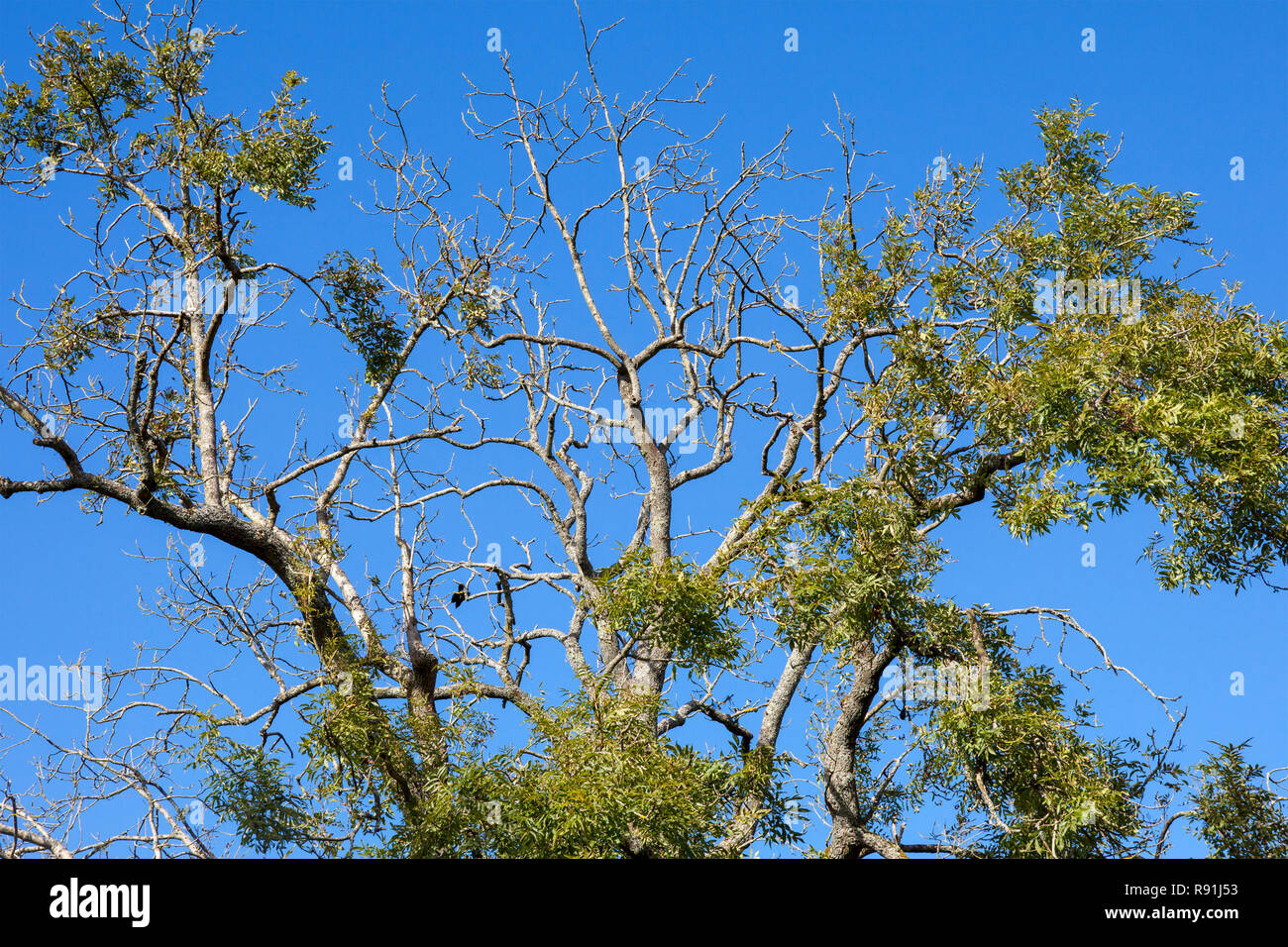 An ash tree showing signs of ash die back Stock Photo Alamy