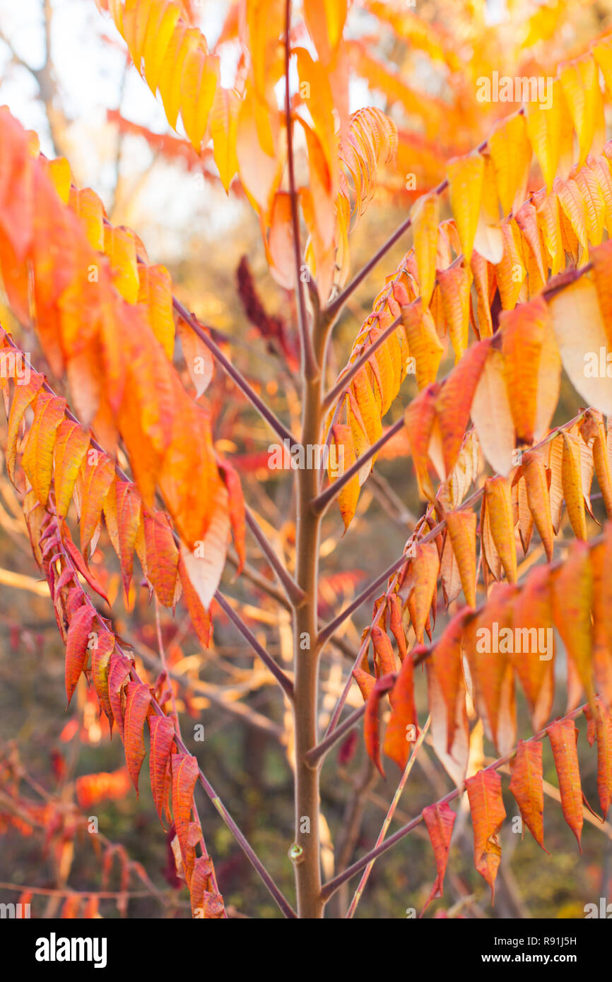 Autumn beautiful leaves background red and orange Stock Photo