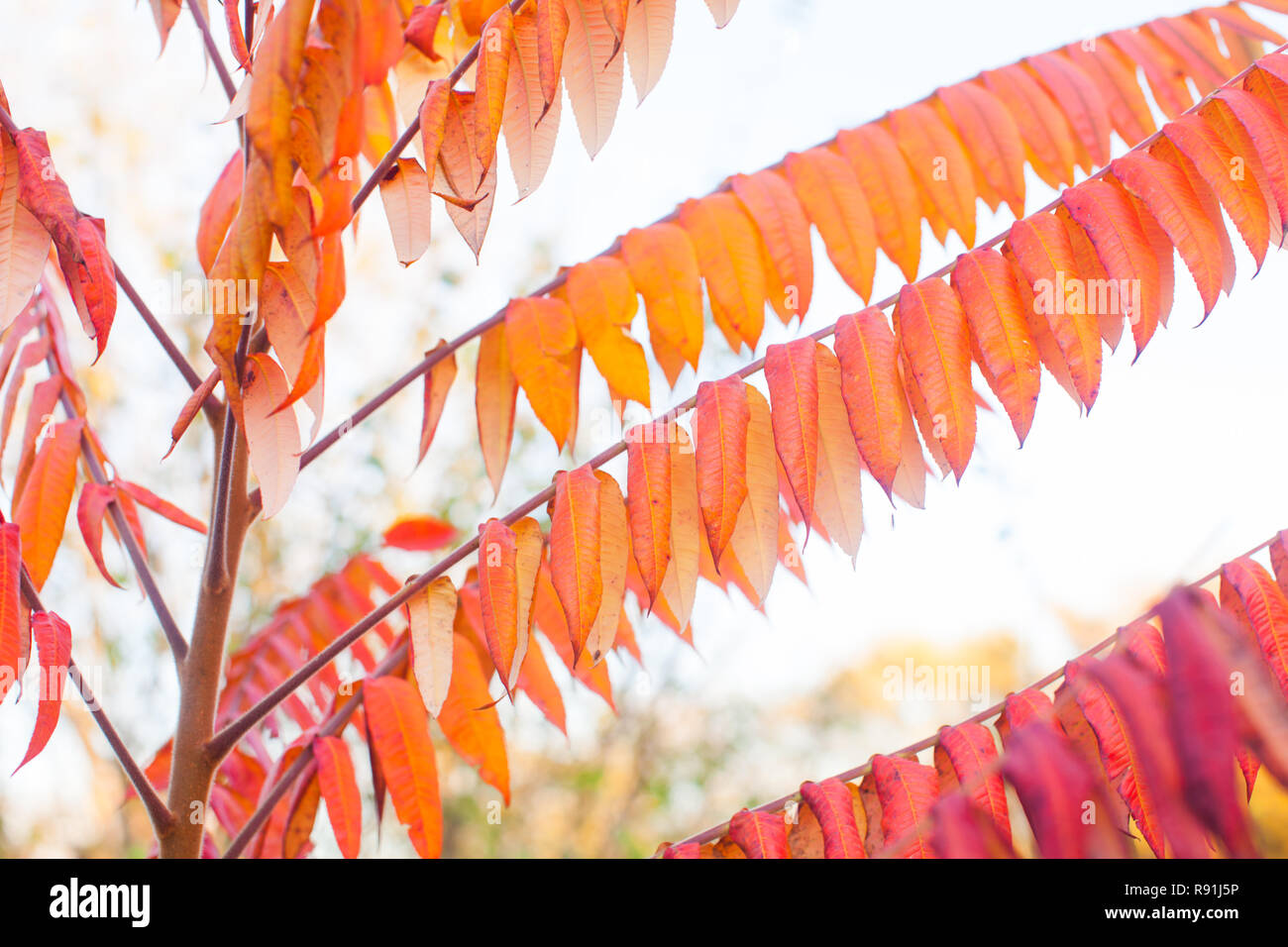 Autumn beautiful leaves background red and orange Stock Photo