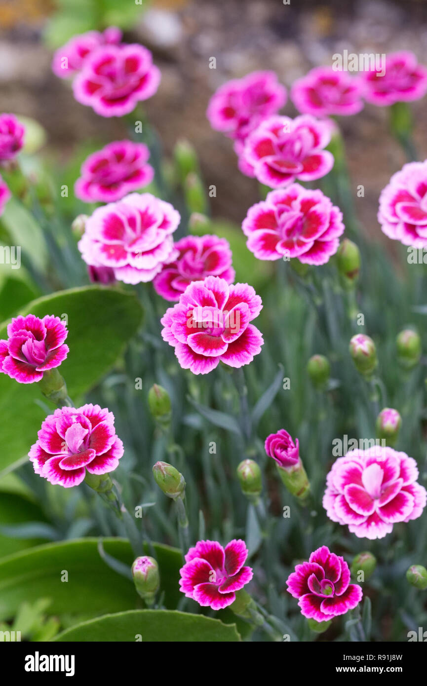 Evergreen pinks hires stock photography and images Alamy