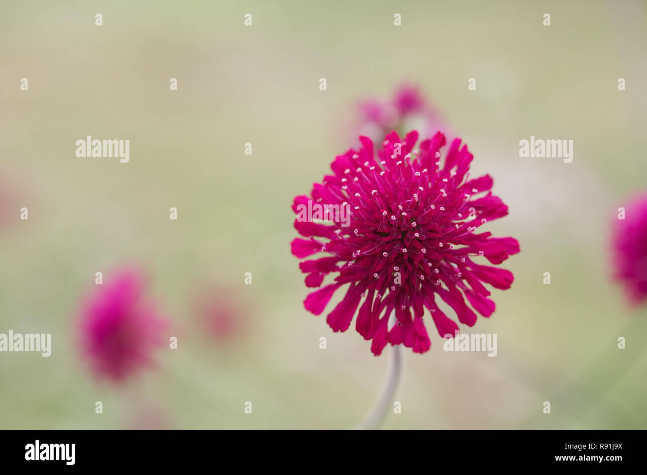 Knautia macedonica flowers. Stock Photo