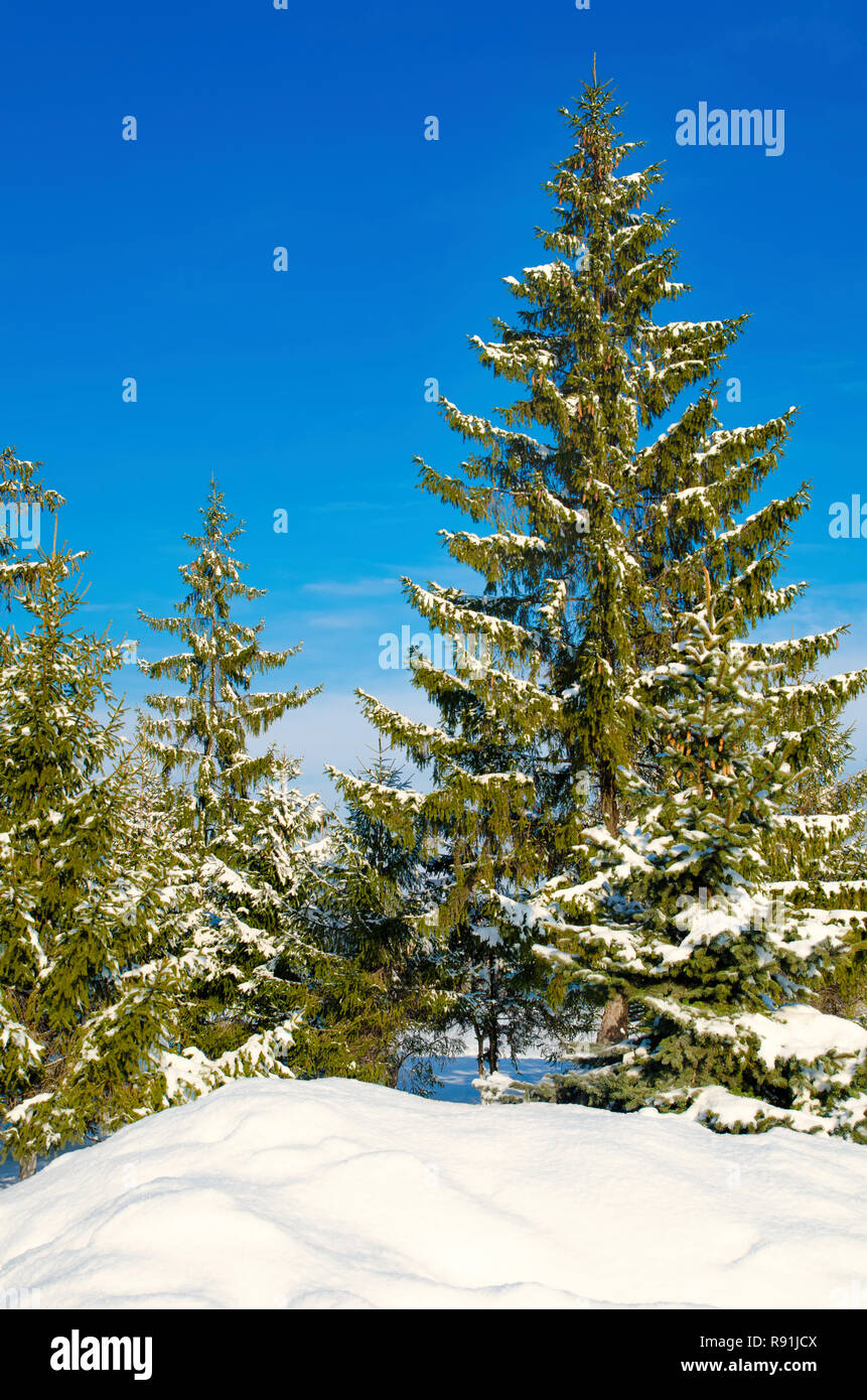 pine with snow against the blue sky Stock Photo