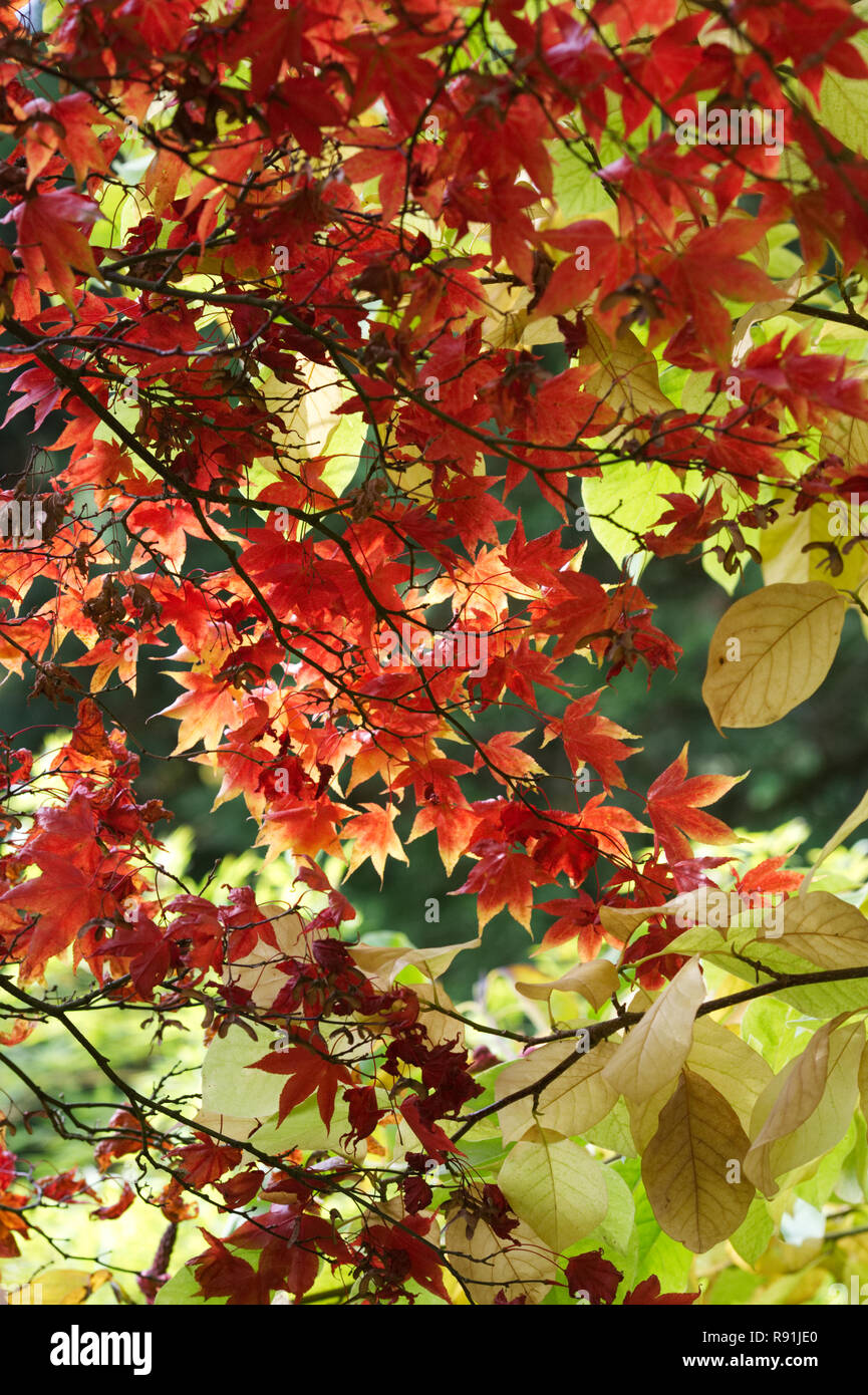 Acer palmatum 'Osakazuki' leaves in Autumn. Stock Photo