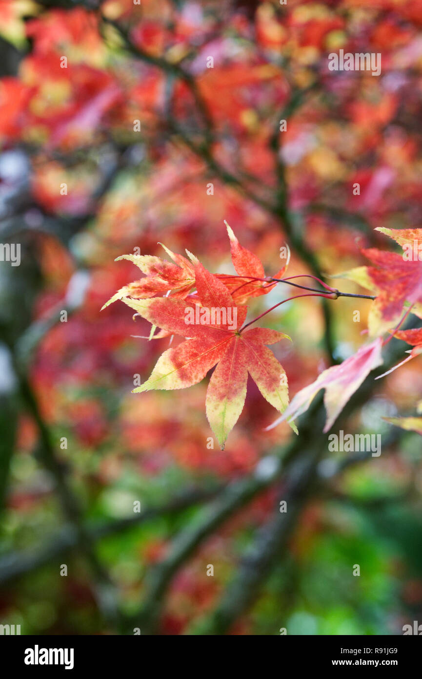Acer palmatum 'Osakazuki' leaves in Autumn. Stock Photo
