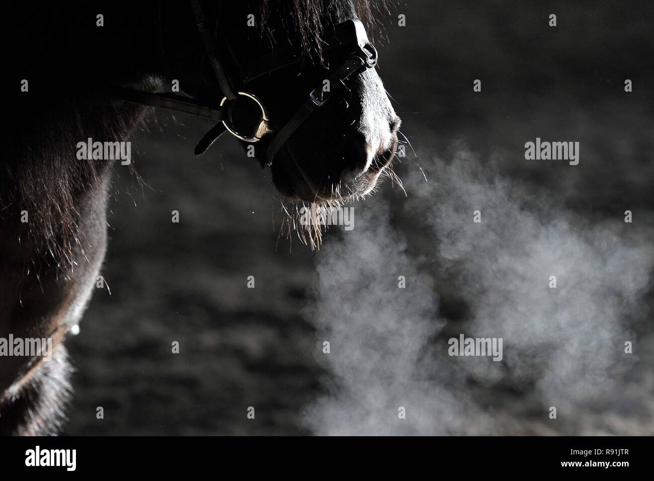 Black horse breathing out in the cold weather. nostrils mist. Horse abstracts. 16/12/2018. Stock Photo