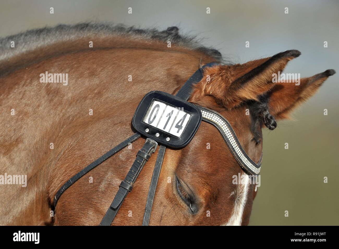 Chestnut dressage horse. pricked ears. bridle numbers, 14. Diamond looking brow band. Horse abstracts. 08/12/2018. Stock Photo