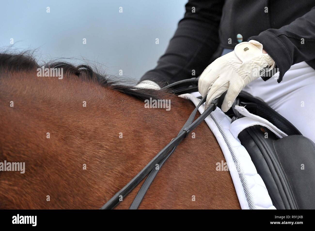 Horse whip hires stock photography and images Alamy