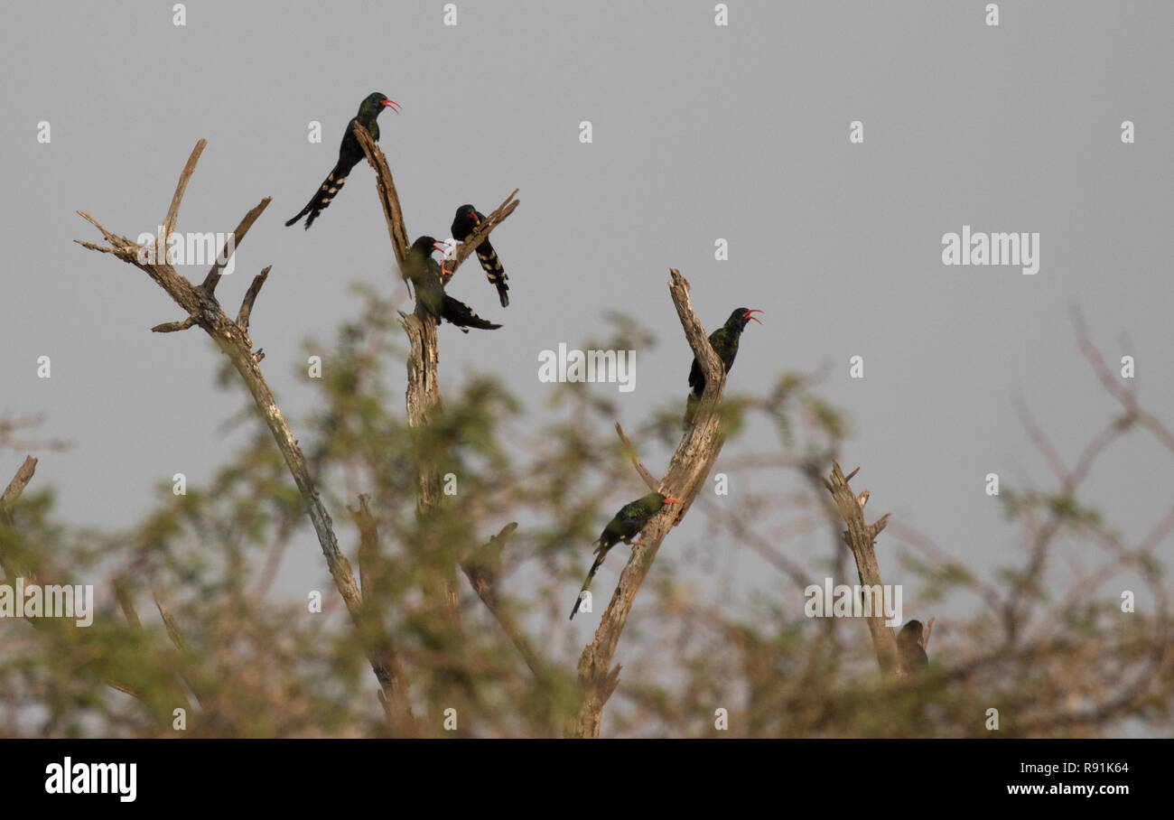 Green Wood-hoopoe (Phoeniculus purpureus) Stock Photo