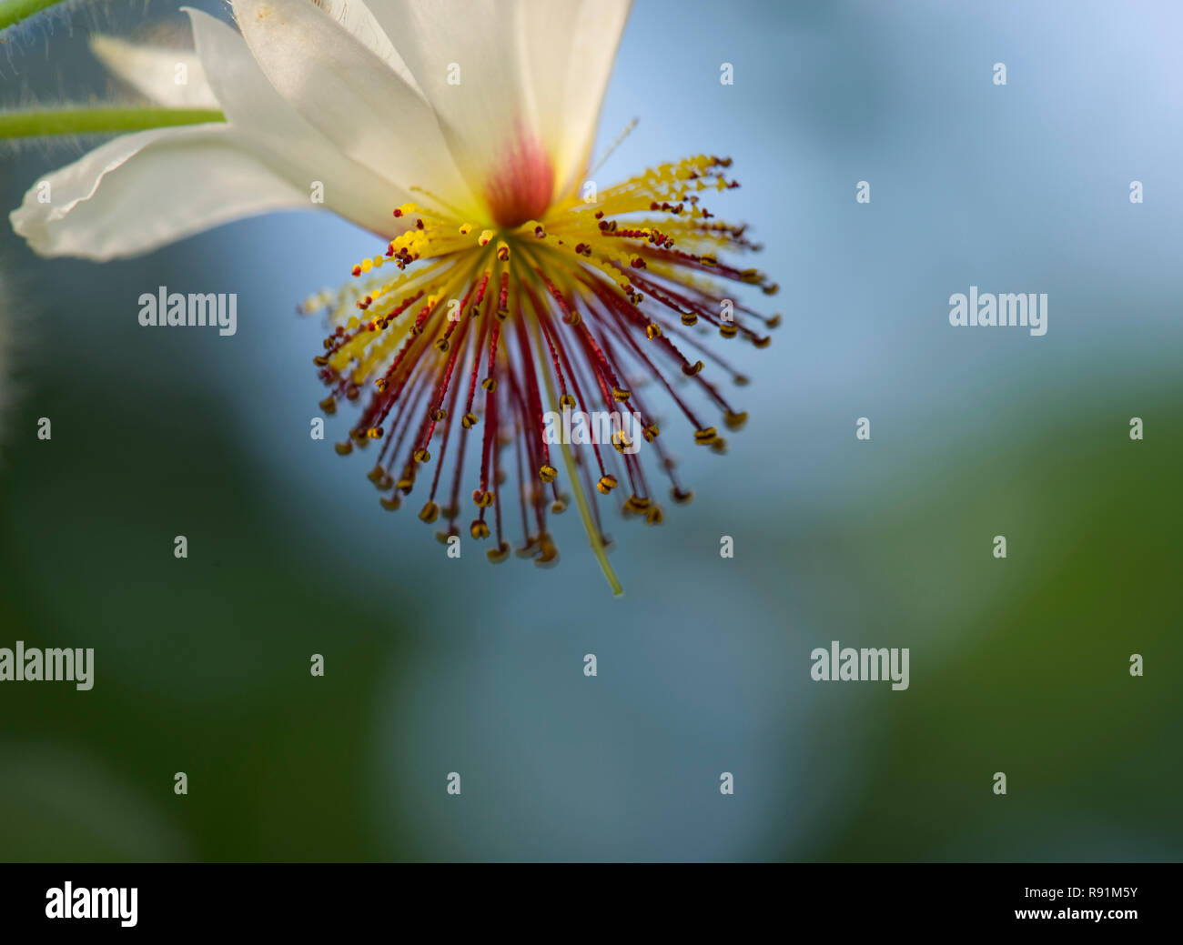 Macro Flower, blurred background, red stigma Stock Photo