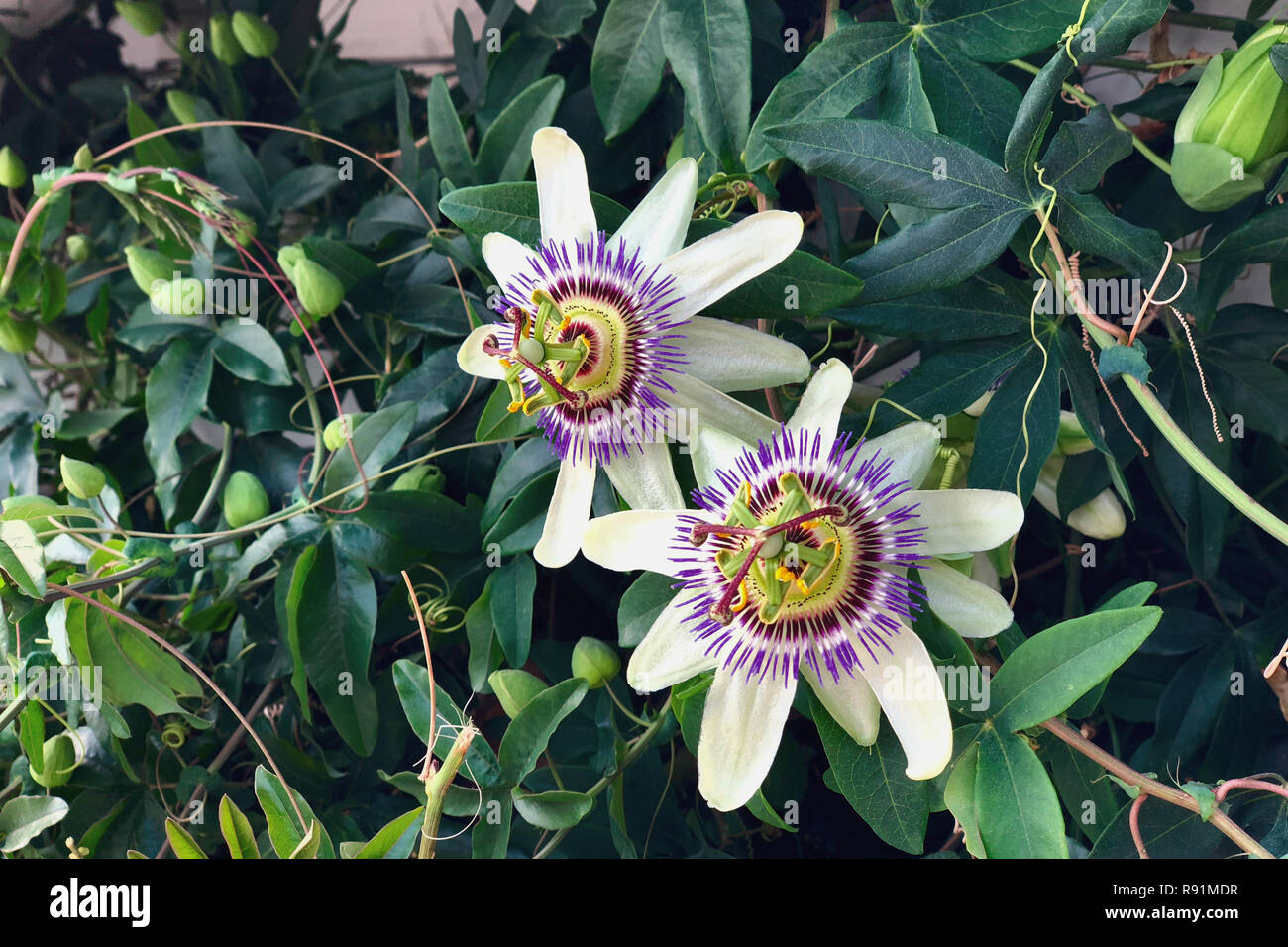 Passionflower varieties 'Lady Margaret' a flower in the rainforest Stock Photo Alamy