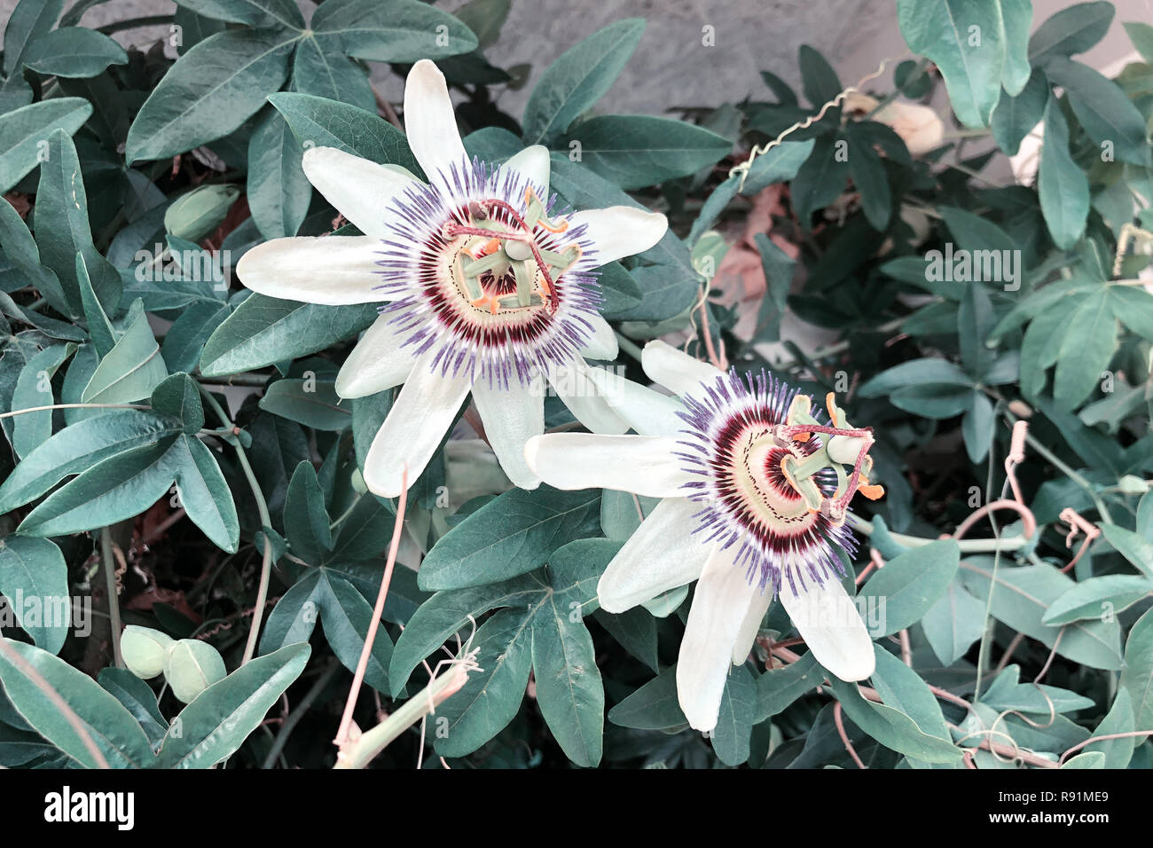 Passionflower varieties 'Lady Margaret' a flower in the rainforest Stock Photo Alamy