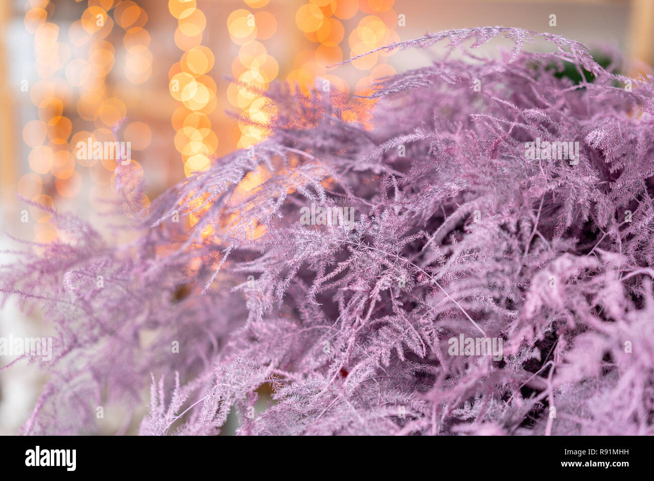 dry asparagus fern of pink color. Used in floral design for decoration