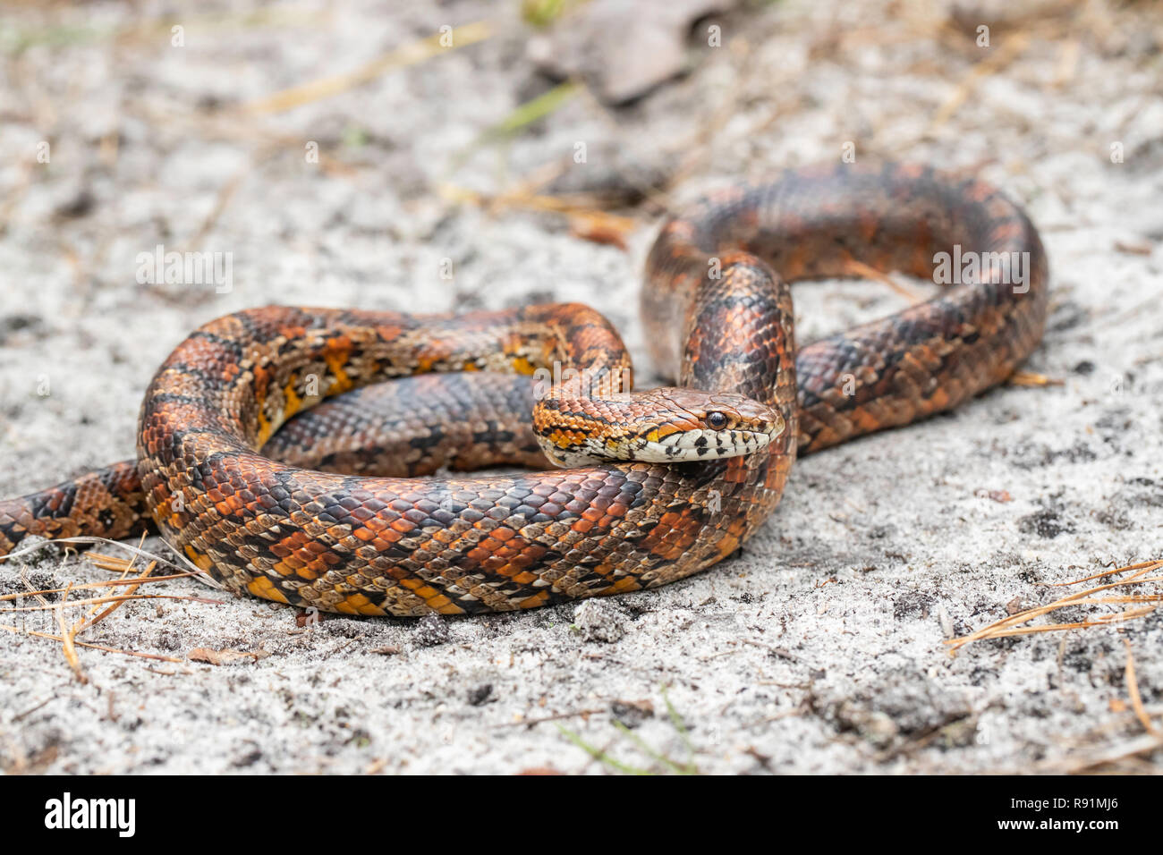 snakes in new jersey
