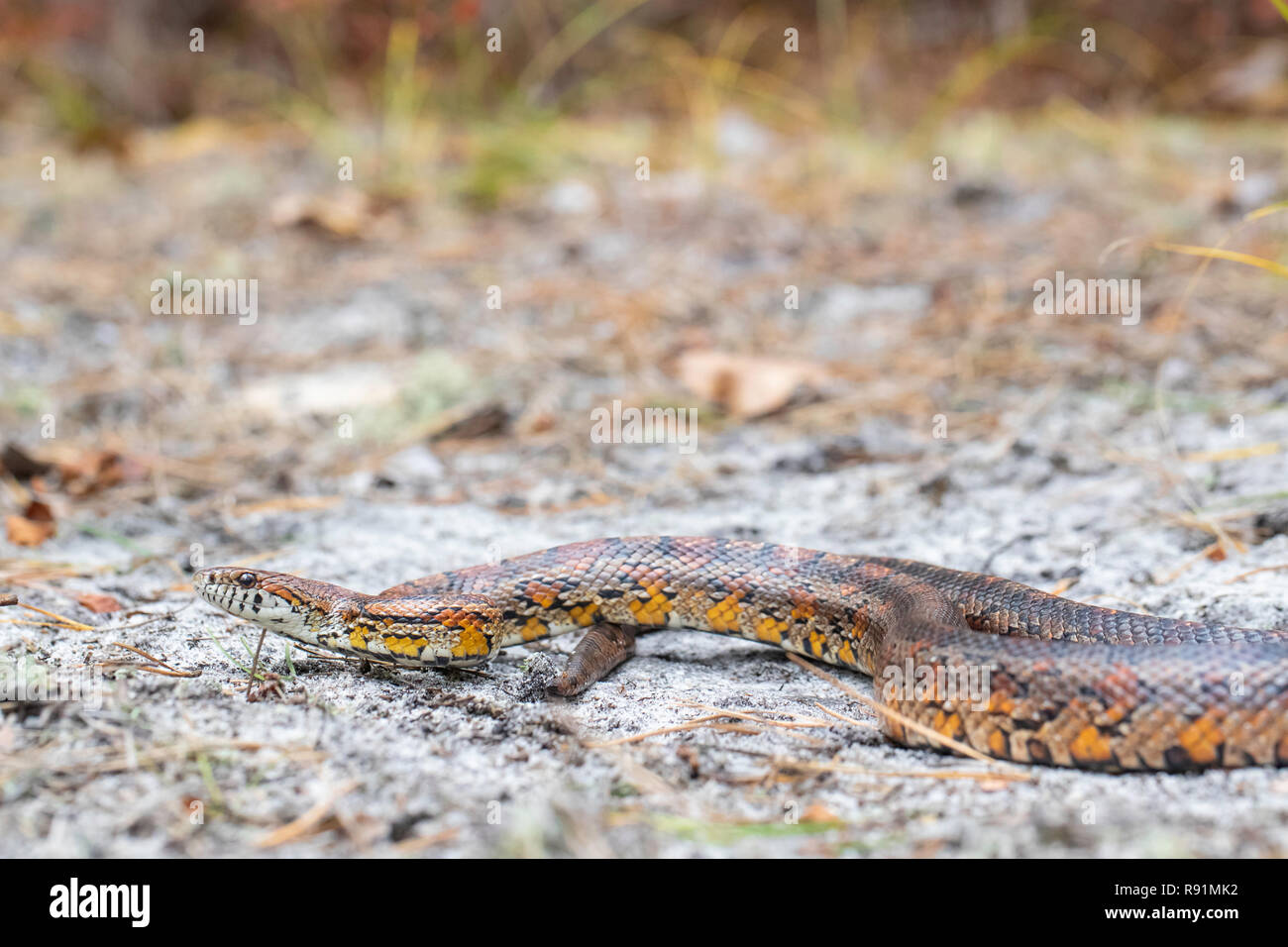 New Jersey corn snake Pantherophis guttatus Stock Photo Alamy