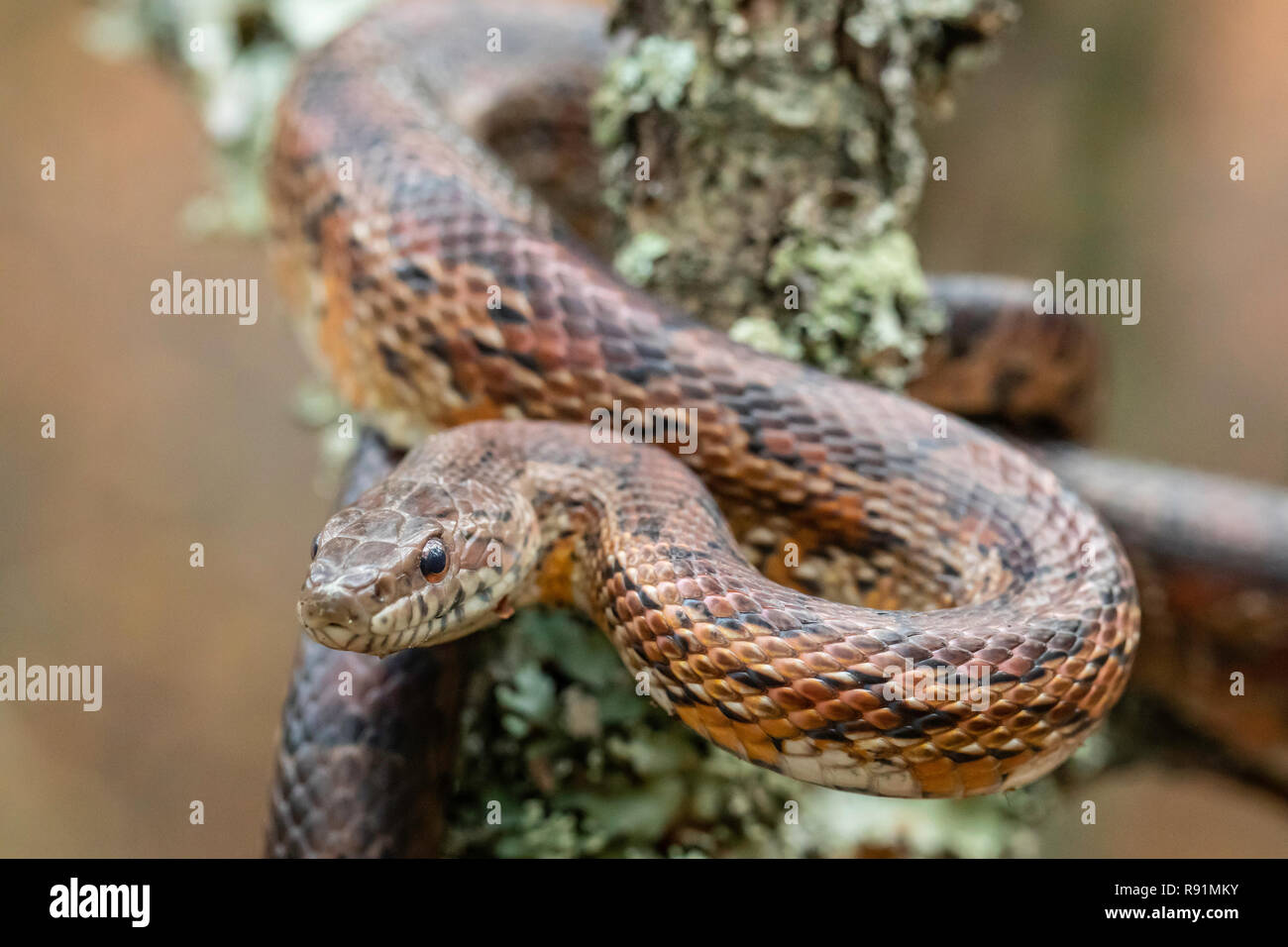 New Jersey corn snake climbing a tree Pantherophis guttatus Stock Photo Alamy