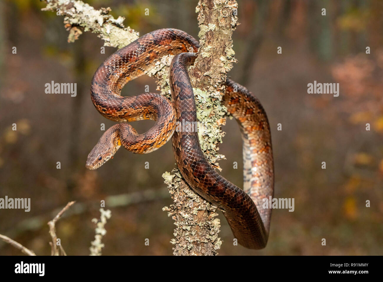 New Jersey corn snake climbing a tree Pantherophis guttatus Stock