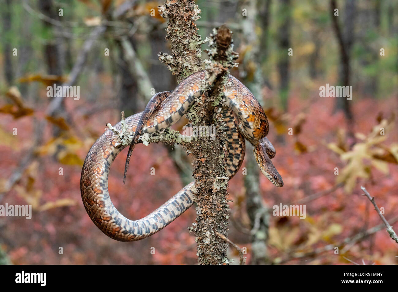New Jersey corn snake climbing a tree Pantherophis guttatus Stock Photo Alamy