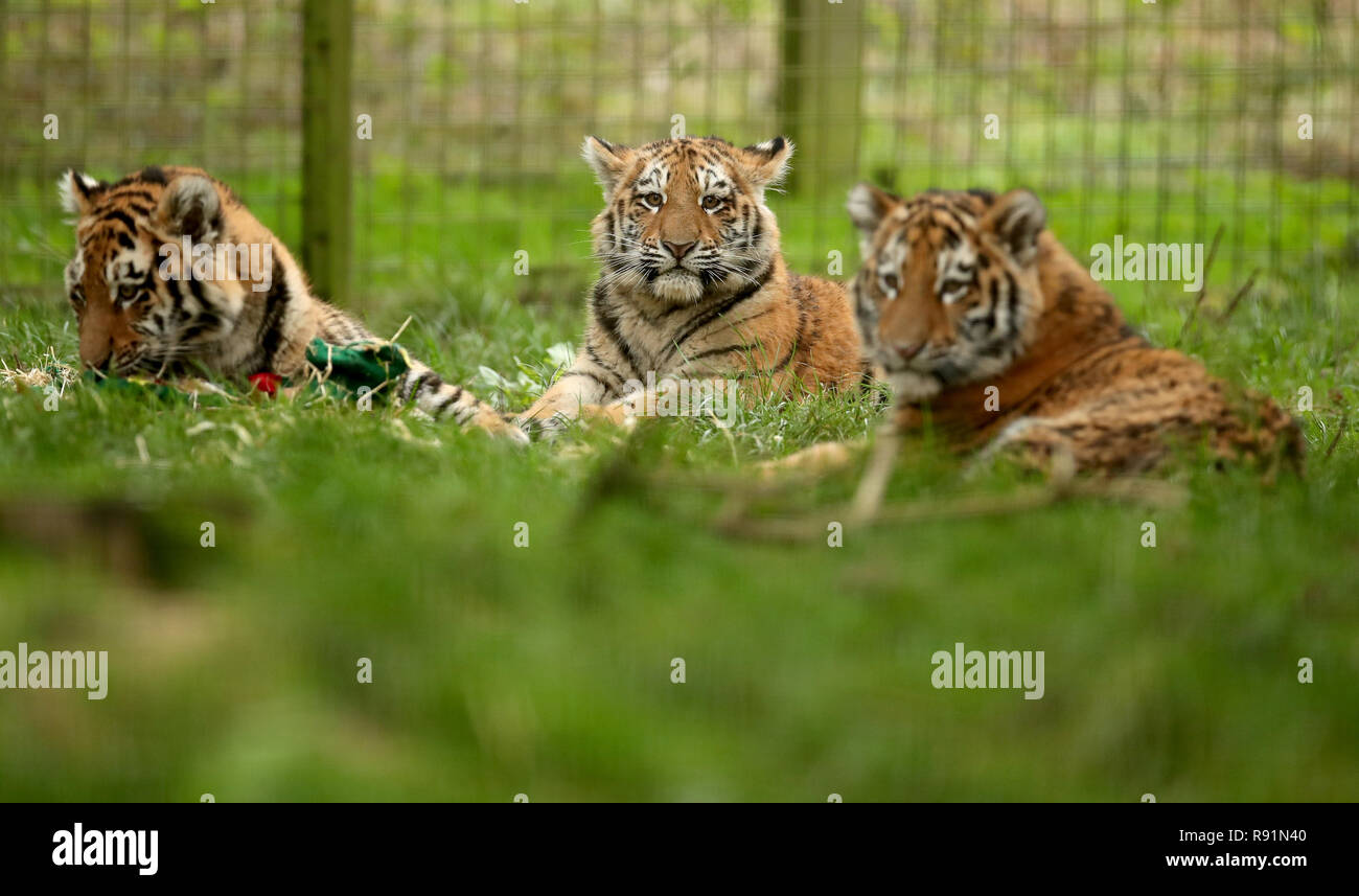 Six month old Amur Tiger cubs in their enclosure at ZSL Whipsnade Zoo in Bedfordshire. The Amur tiger, formerly known as the Siberian tiger. Stock Photo