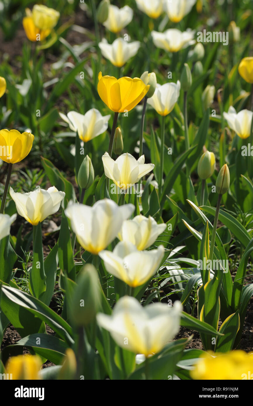 24.04.2011, Norderstedt, Schleswig-Holstein, Germany - Landesgartenschau Norderstedt. Tulpen. 0RX110421D460CAROEX.JPG [MODEL RELEASE: NOT APPLICABLE,  Stock Photo