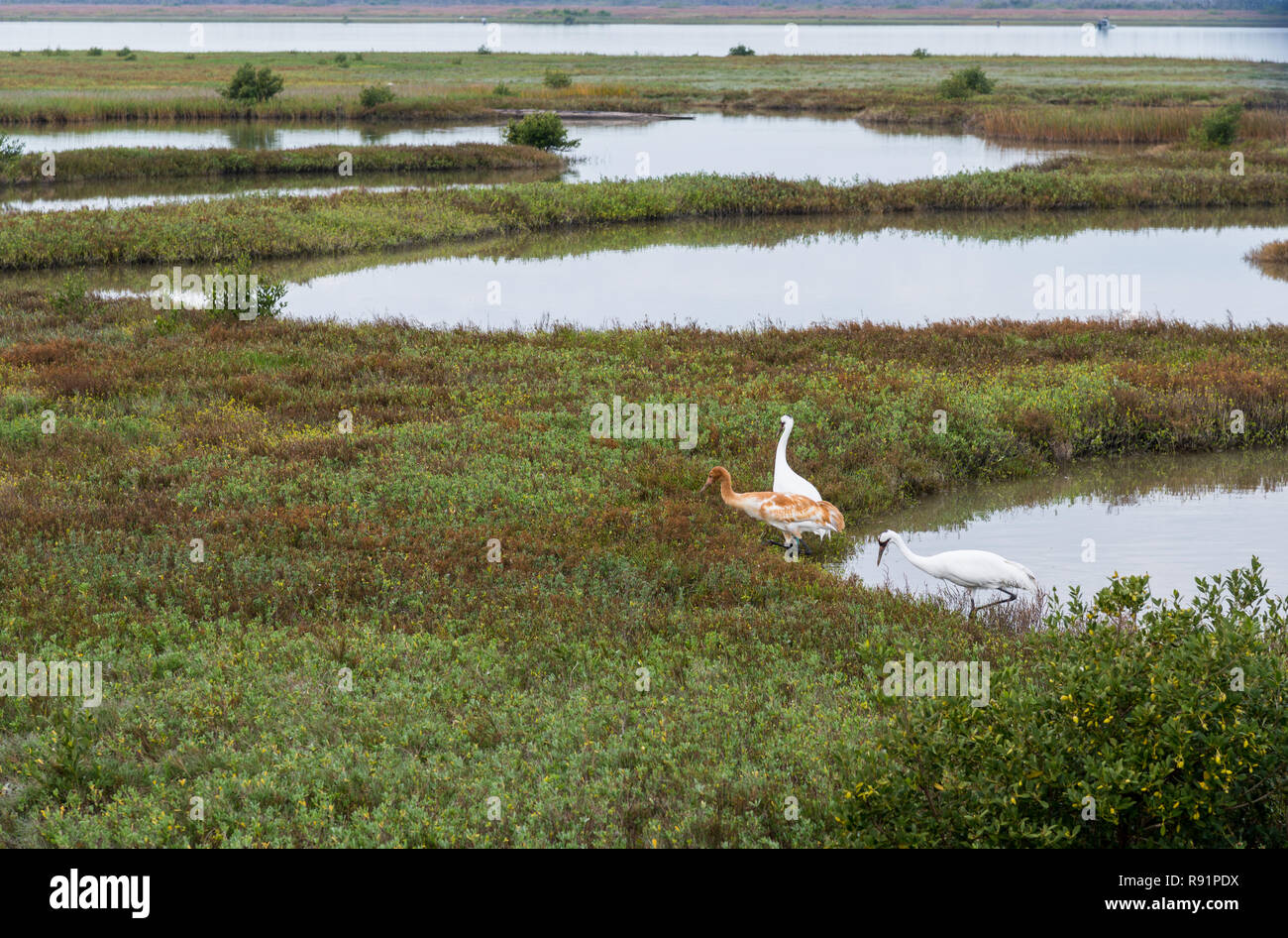 A family of Whooping Cranes (Grus americana) foraging in their winter habitat. Aransas National Wildlife Refuge, Texas, USA. Stock Photo