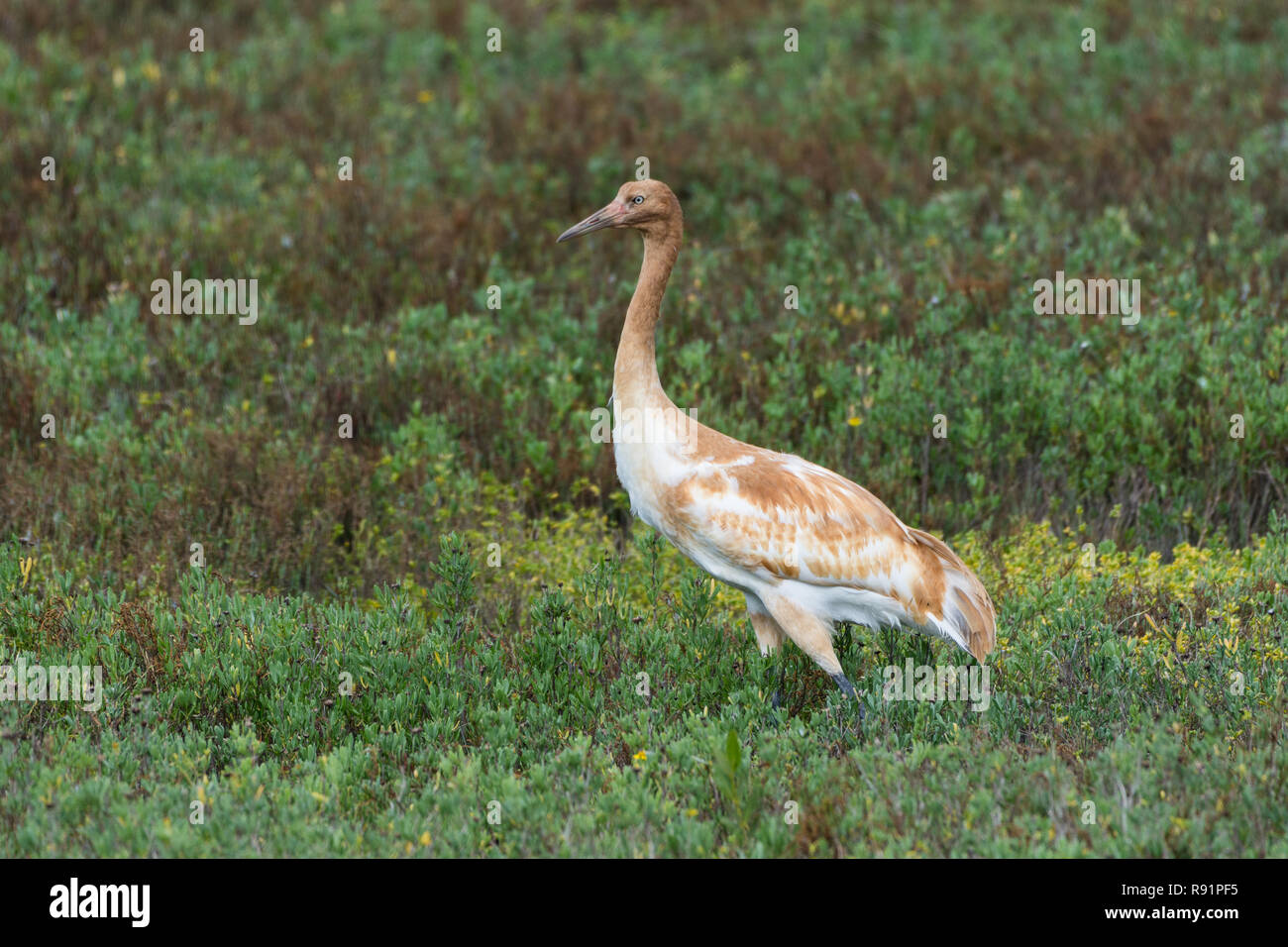 A juvenile Whooping Crane (Grus americana) foraging in its winter habitat. Aransas National Wildlife Refuge, Texas, USA. Stock Photo