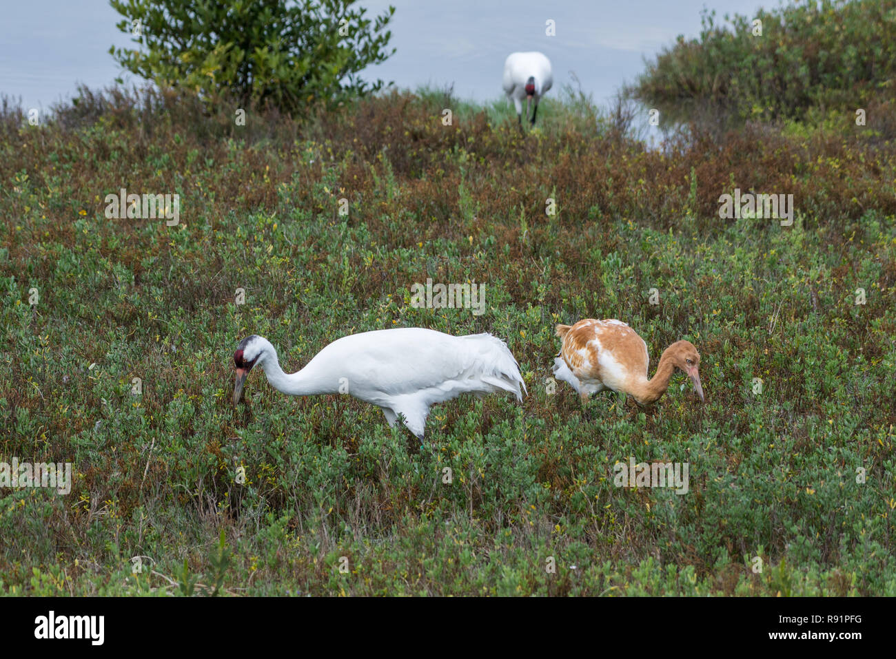 A family of Whooping Cranes (Grus americana) foraging in its winter habitat. Aransas National Wildlife Refuge, Texas, USA. Stock Photo