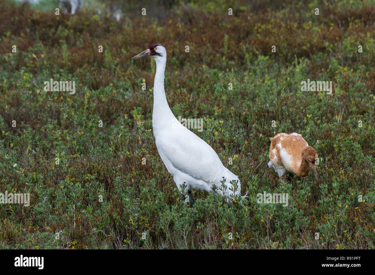 A family of Whooping Cranes (Grus americana) foraging in its winter habitat. Aransas National Wildlife Refuge, Texas, USA. Stock Photo