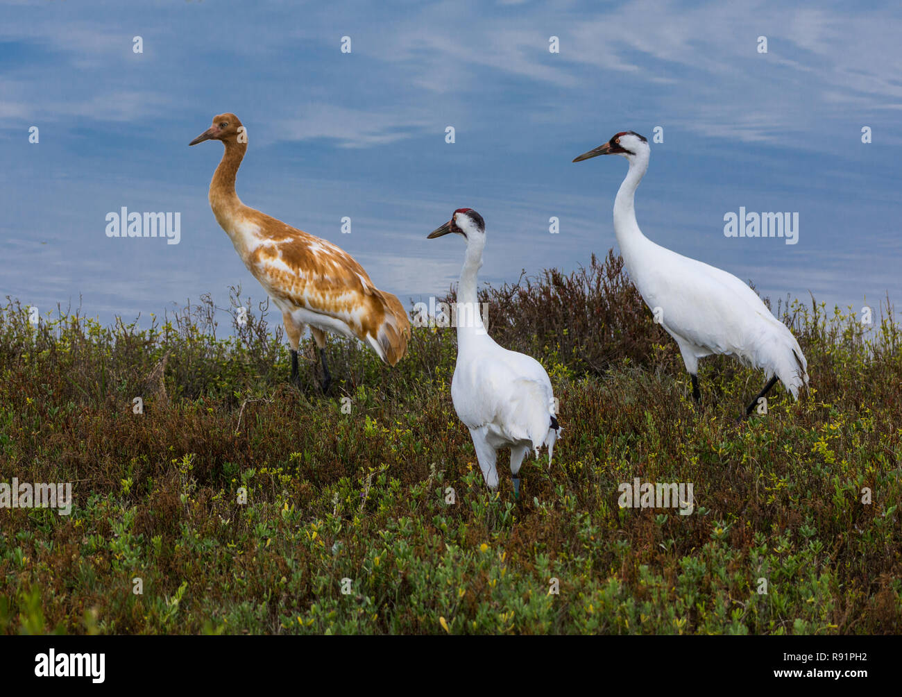 A family of Whooping Cranes (Grus americana) foraging in its winter